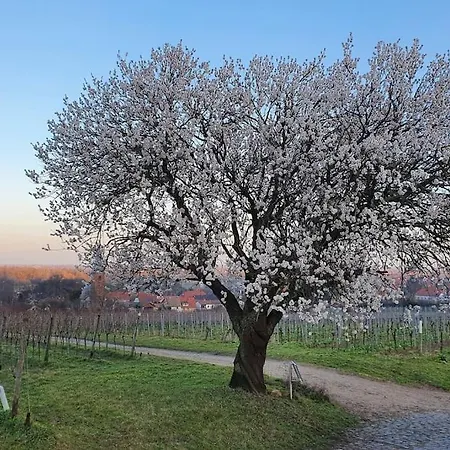 Dachwohnung Im Herzen Von Goennheim