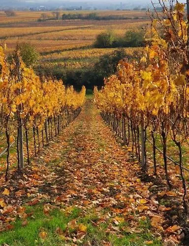 Neue Dachwohnung Im Herzen Von Goennheim