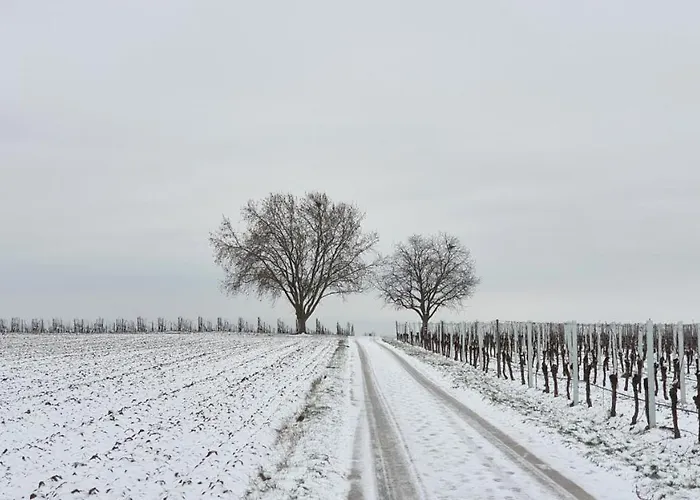 Neue Dachwohnung Im Herzen Von Goennheim Gonnheim