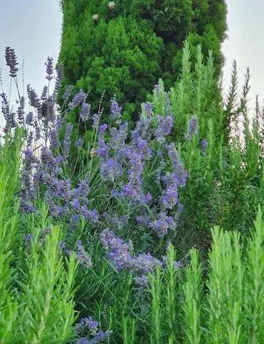 Lejlighed Neue Dachwohnung Im Herzen Von Goennheim Gonnheim