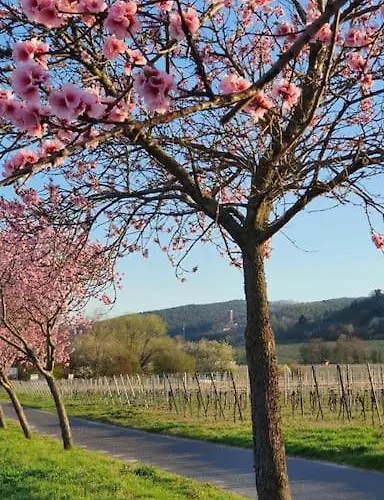 Neue Dachwohnung Im Herzen Von Goennheim 公寓 Gonnheim