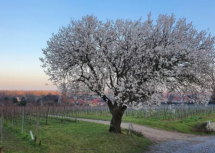 Neue Dachwohnung Im Herzen Von Goennheim